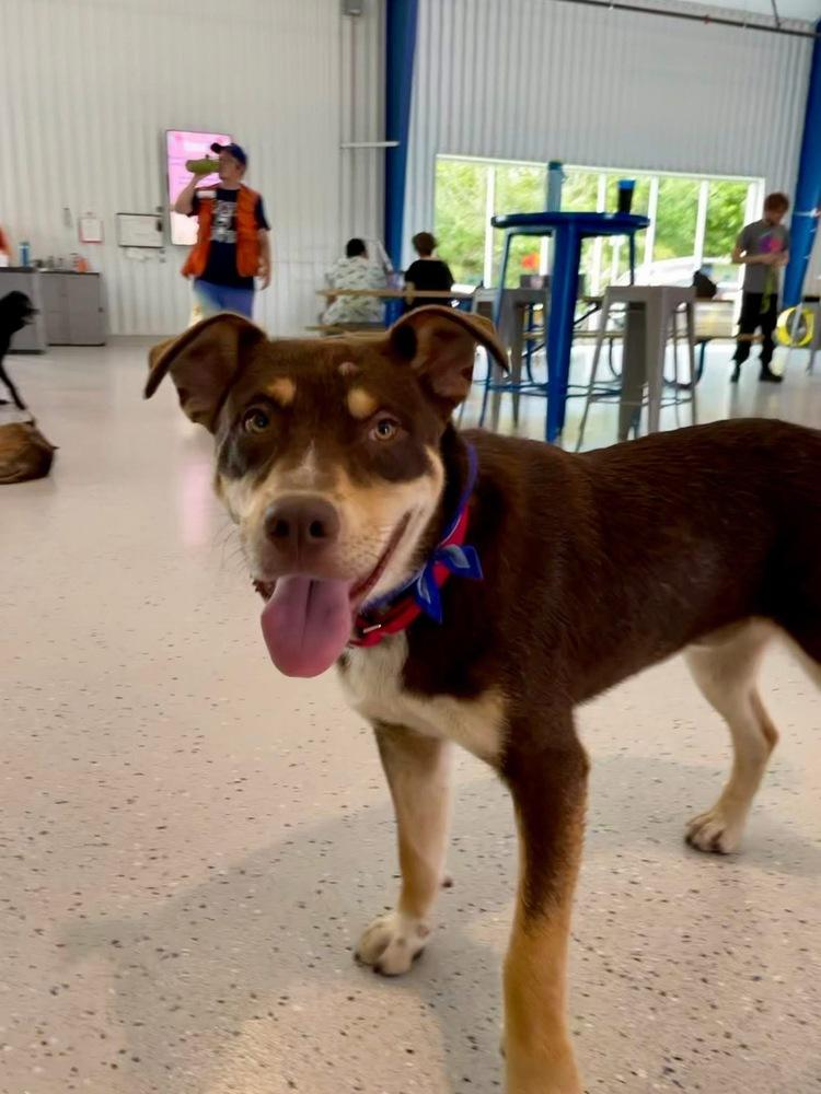 Otis, a Adoptable mixed breed in Shawnee, OK image 4/6
