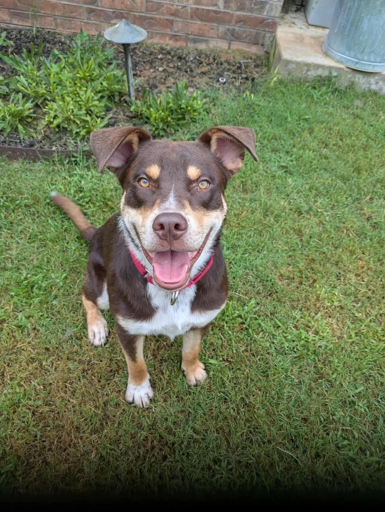 Otis, a Adoptable mixed breed in Shawnee, OK image 5/6