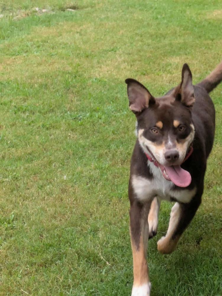 Otis, a Adoptable mixed breed in Shawnee, OK image 6/6
