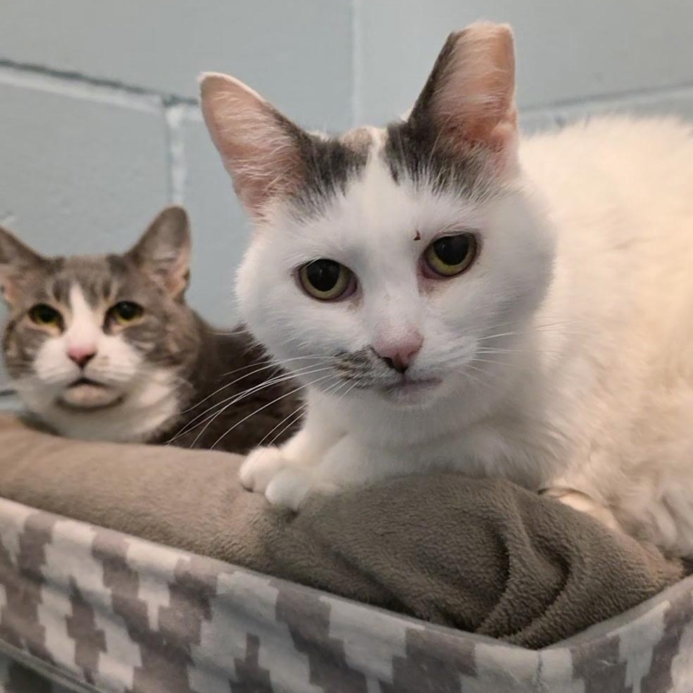 Holly & Mistle Toe, ADOPTABLE, Senior Female Domestic Short Hair.