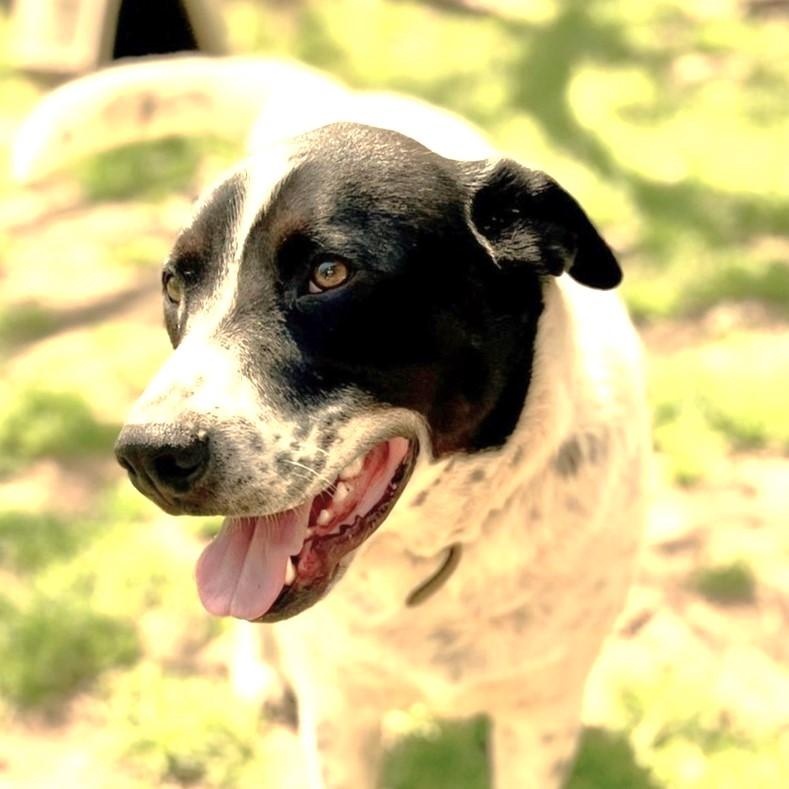 Bandito, a Adoptable mixed breed in Godley, TX image 1/6