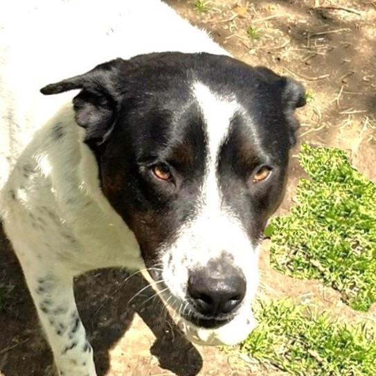 Bandito, Adoptable, Adult Male Australian Cattle Dog / Blue Heeler & Dalmatian.