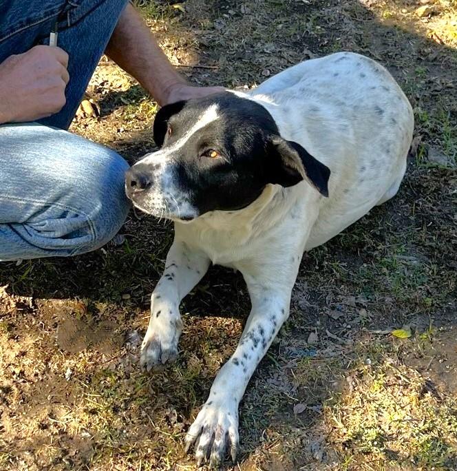 Bandito, a Adoptable mixed breed in Godley, TX image 4/6