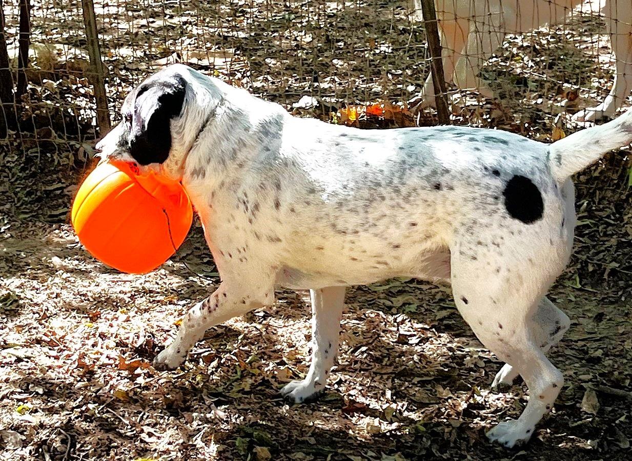 Bandito, a Adoptable mixed breed in Godley, TX image 3/6