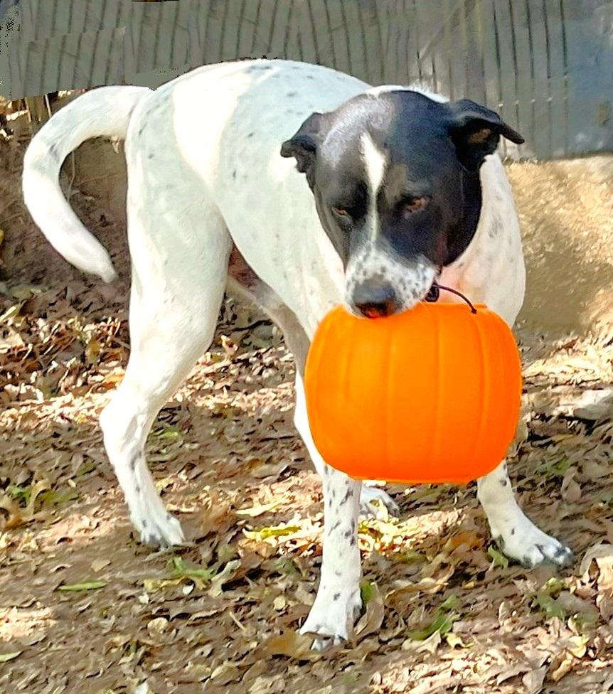 Bandito, a Adoptable mixed breed in Godley, TX image 2/6