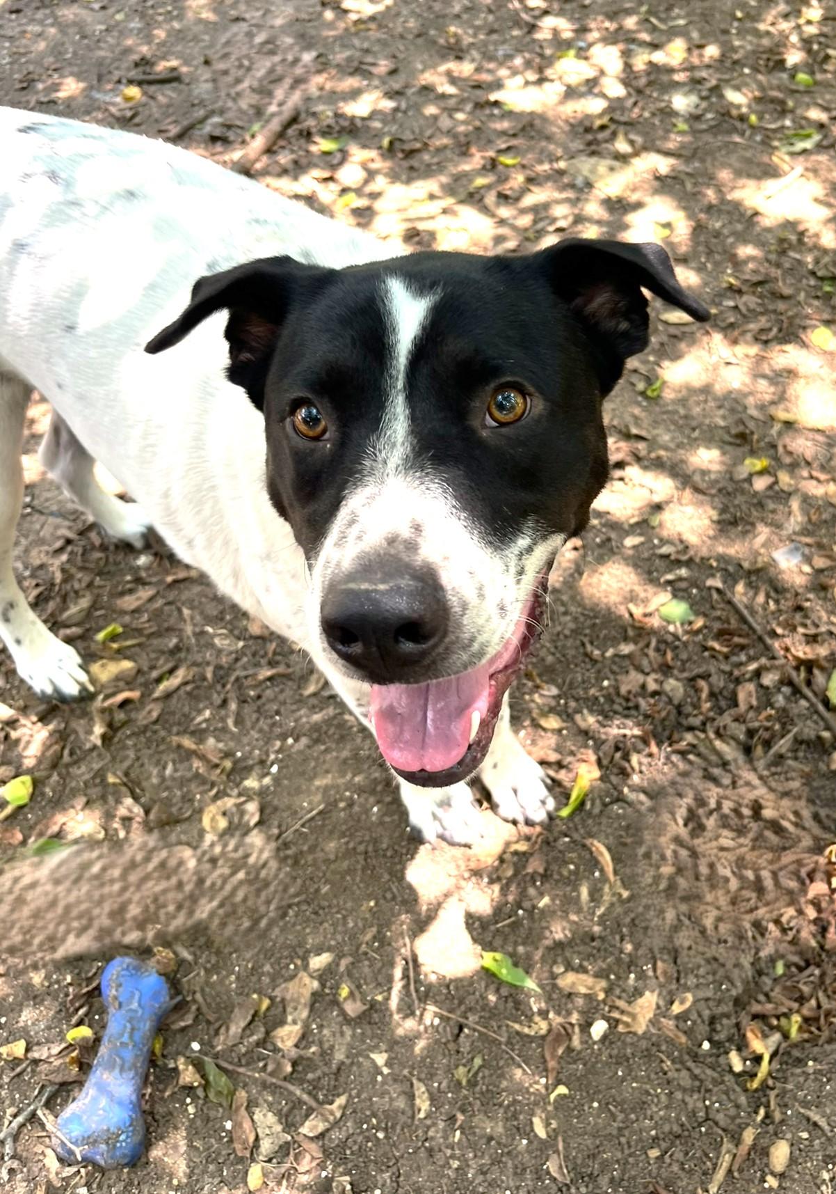Bandito, a Adoptable mixed breed in Godley, TX image 5/6