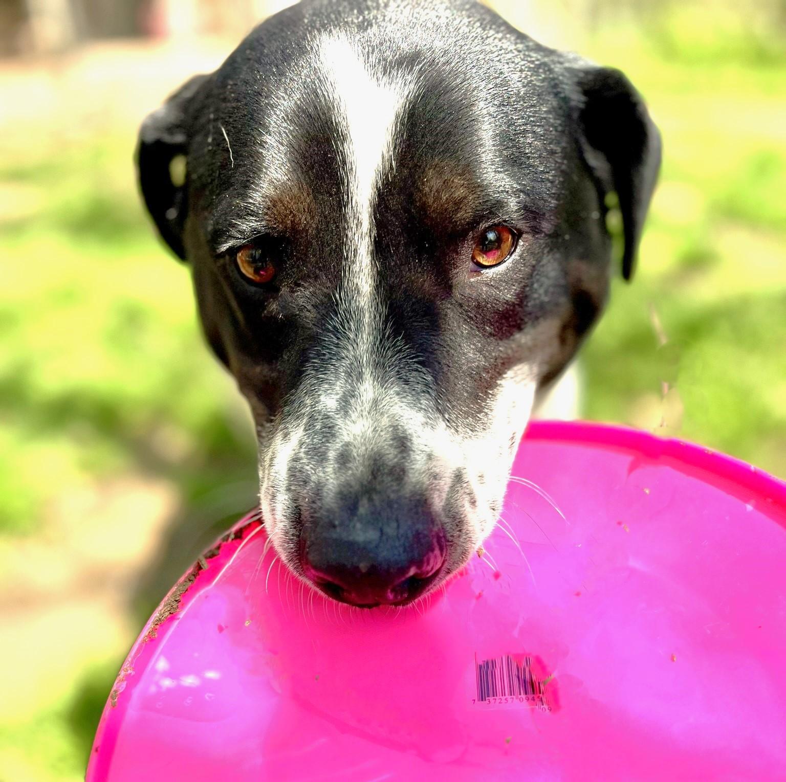Bandito, a Adoptable mixed breed in Godley, TX image 6/6