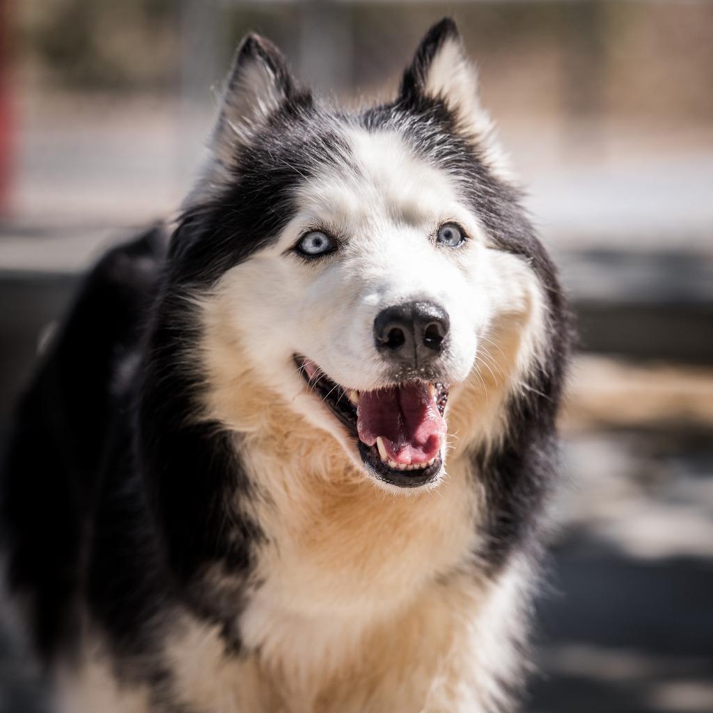 Enlarge Xena, a Adoptable mixed breed in Twentynine Palms, CA image 2/4