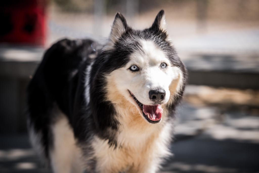Enlarge Xena, a Adoptable mixed breed in Twentynine Palms, CA image 3/4