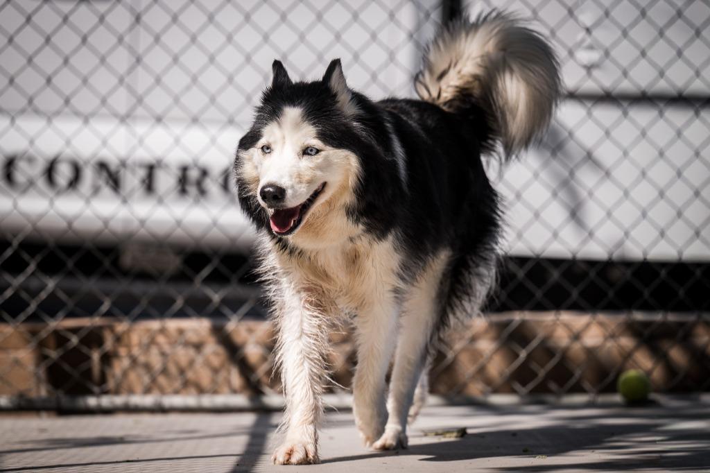 Enlarge Xena, a Adoptable mixed breed in Twentynine Palms, CA image 4/4