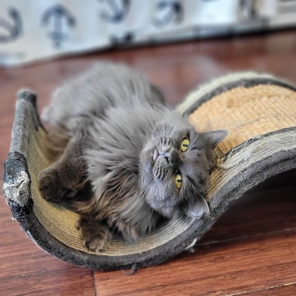 Enlarge Betty, a Adoptable Domestic Long Hair in Terrebonne, QC image 5/6