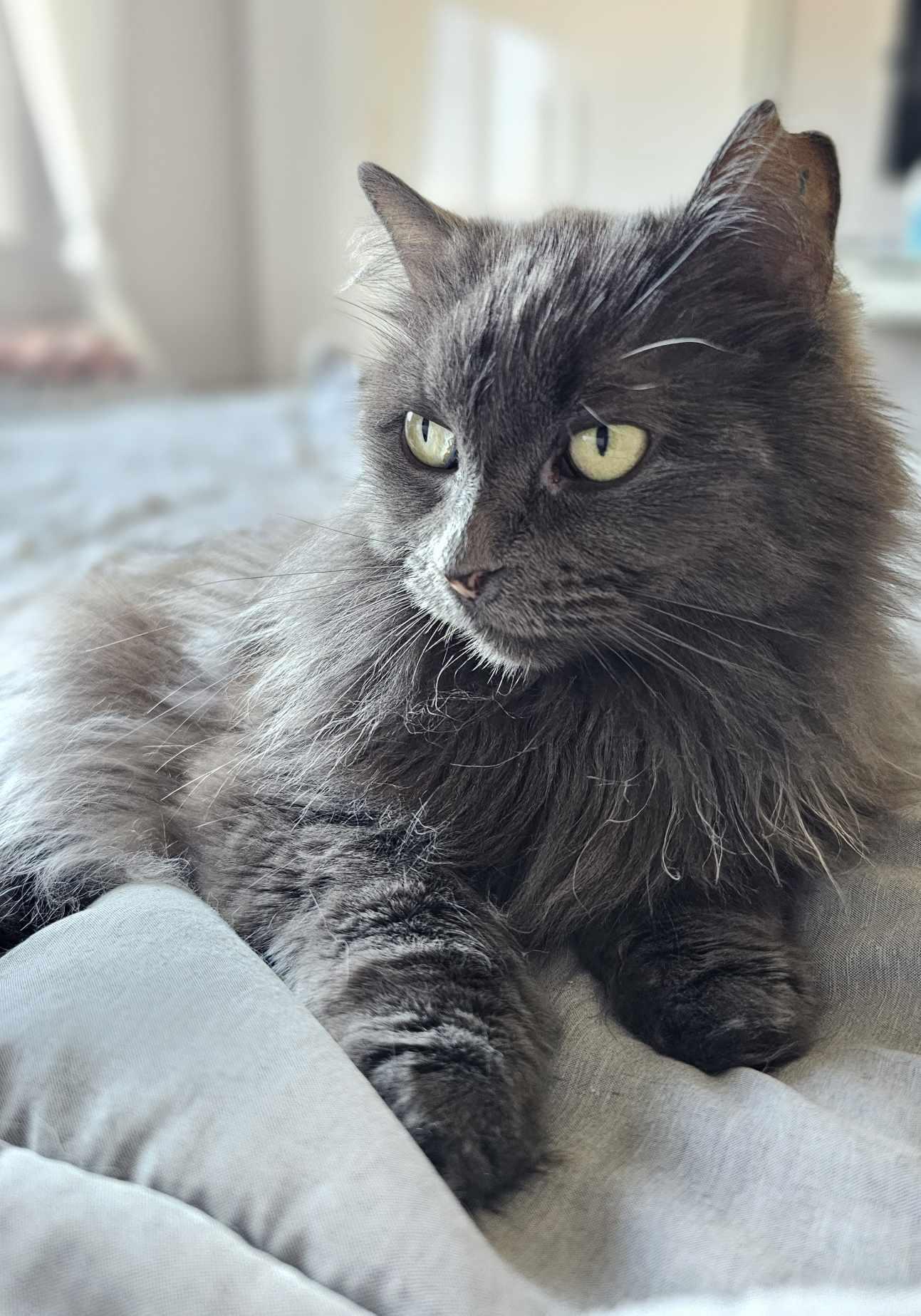Betty, an adoptable Domestic Long Hair in Terrebonne, QC, J6Y 1H9 | Photo Image 1