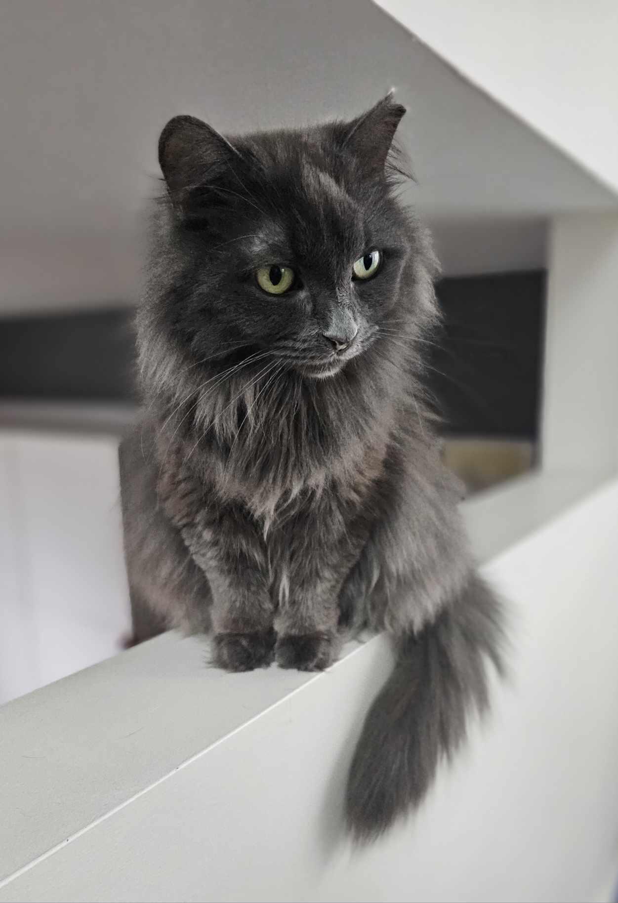 Enlarge Betty, a Adoptable Domestic Long Hair in Terrebonne, QC image 4/6