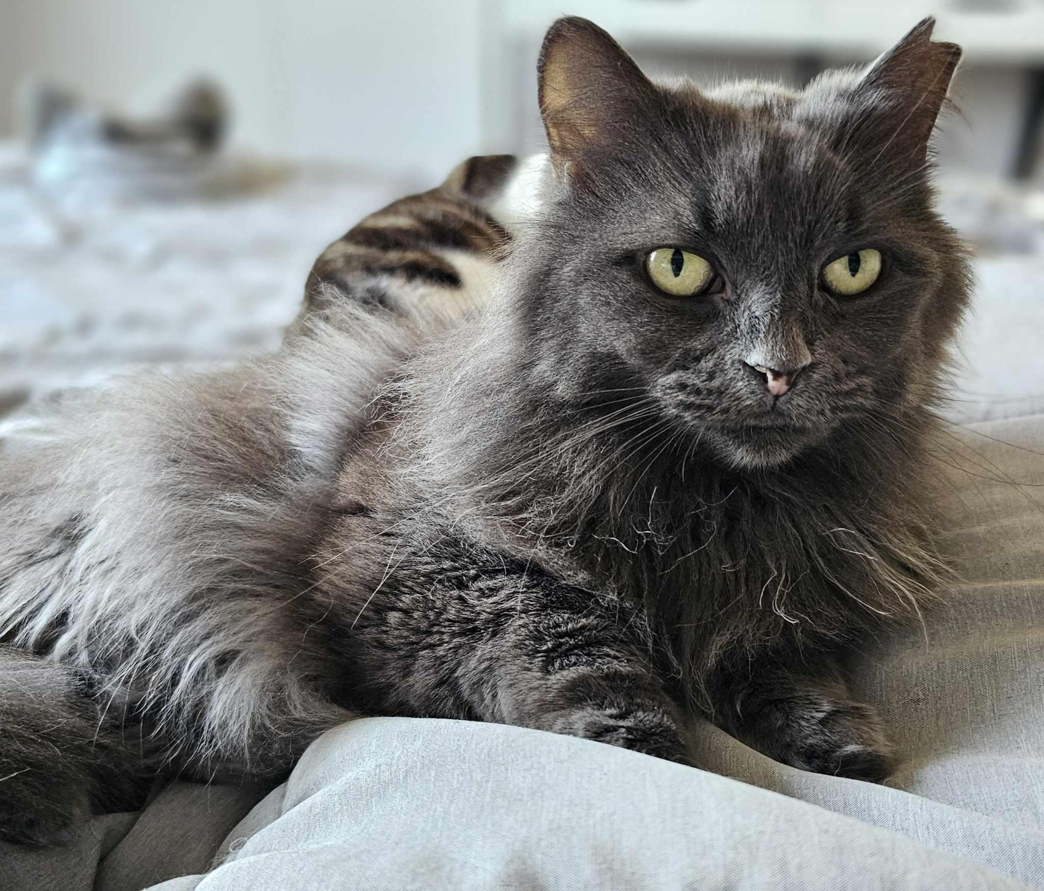 Betty, an adoptable Domestic Long Hair in Terrebonne, QC, J6Y 1H9 | Photo Image 2