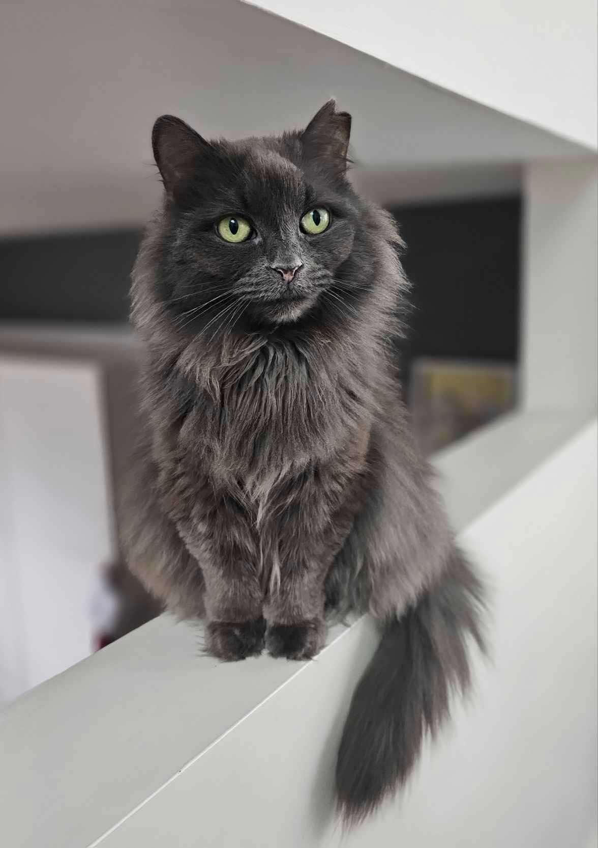 Betty, Adoptable, Adult Female Domestic Long Hair.