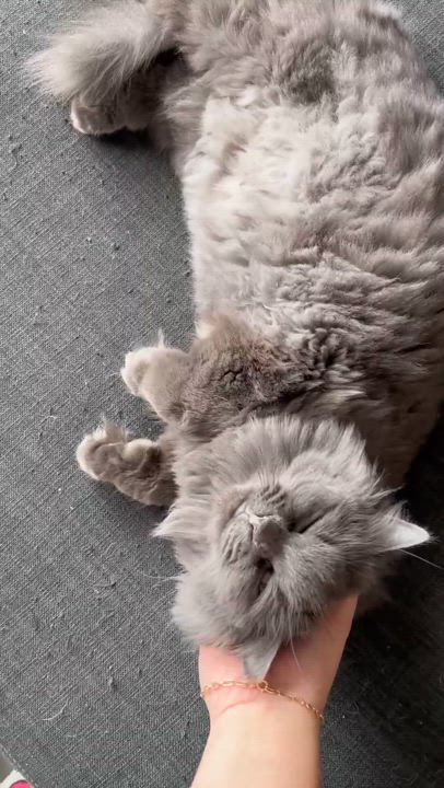 Enlarge Betty, a Adoptable Domestic Long Hair in Terrebonne, QC video 6/6