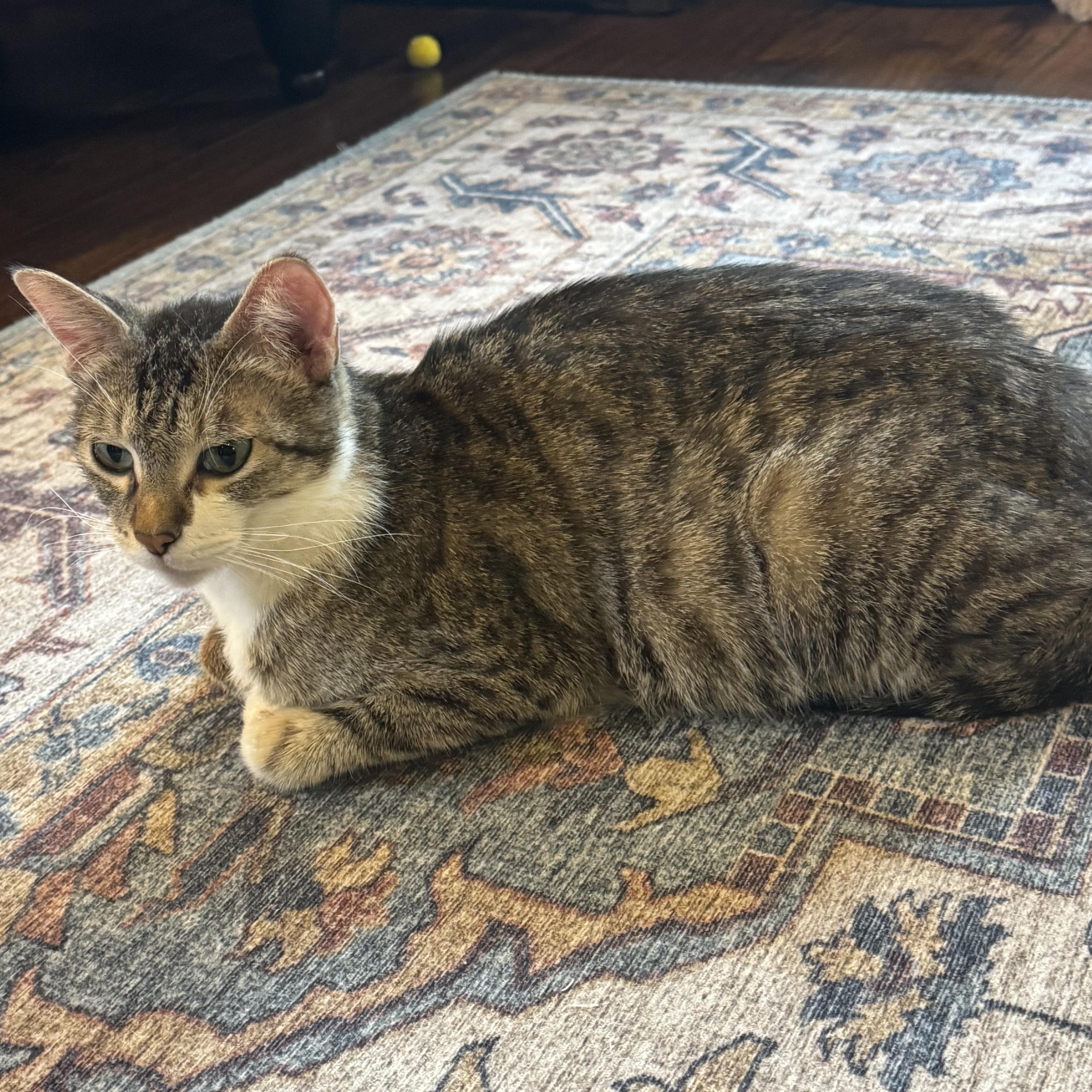 Enlarge Magnolia, a ADOPTABLE Tabby in Pasco, WA image 2/3