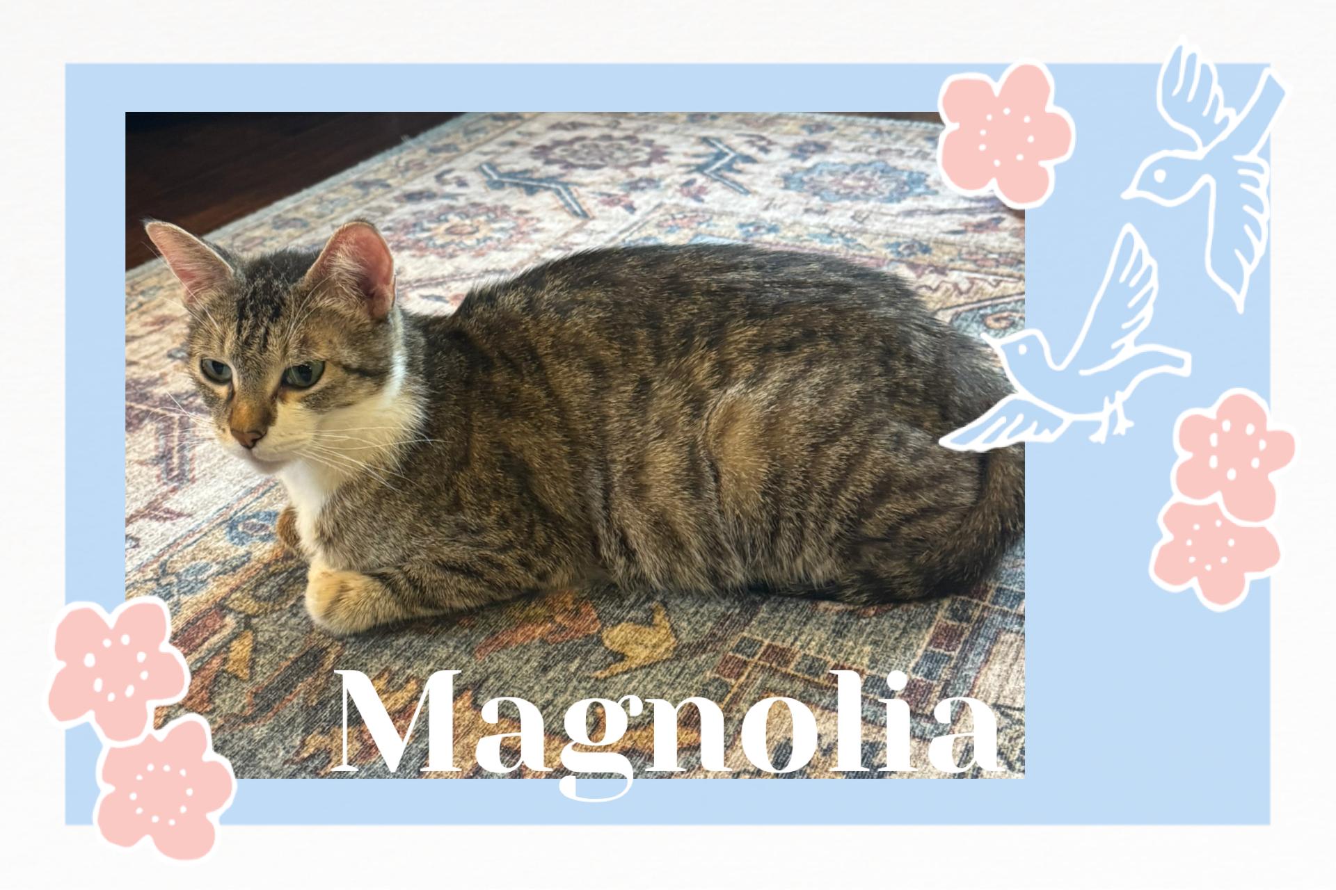 Enlarge Magnolia, a ADOPTABLE Tabby in Pasco, WA image 3/3