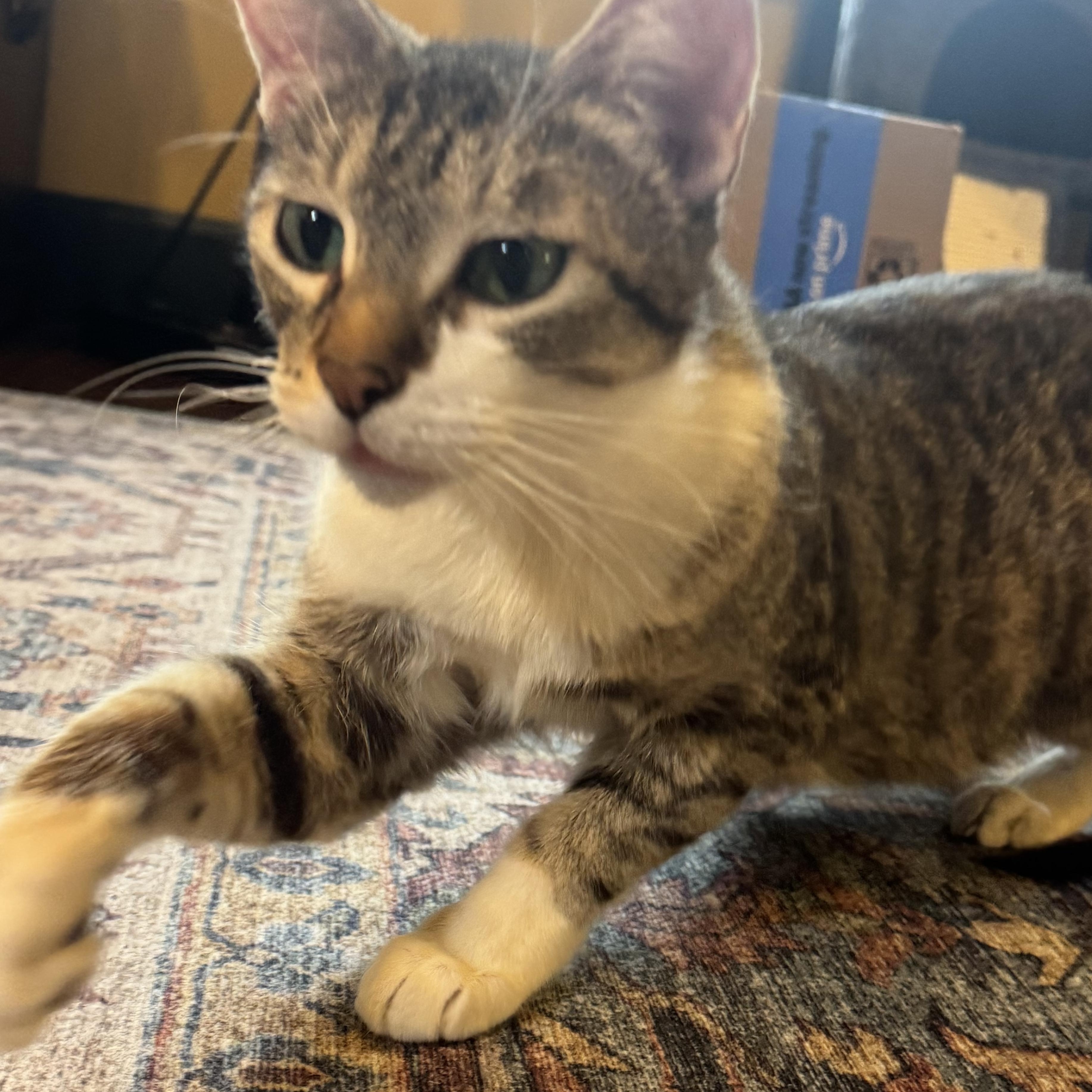 Enlarge Magnolia, a ADOPTABLE Tabby in Pasco, WA image 1/3