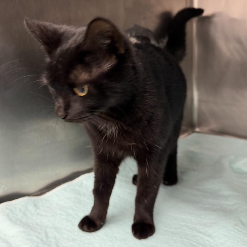 Inky, Adoptable, Kitten Female Domestic Short Hair.