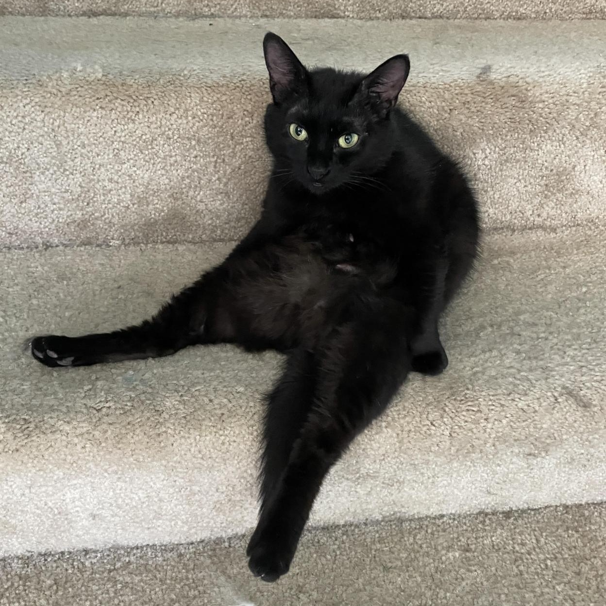 Florence, Adoptable, Adult Female Domestic Short Hair.