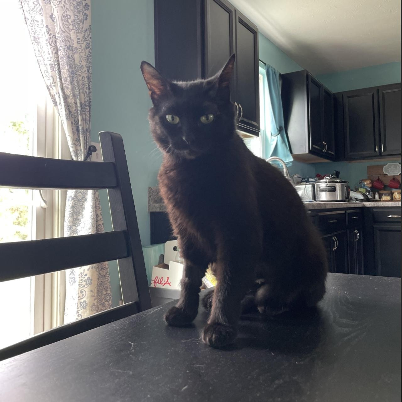 Florence, a Adoptable Domestic Short Hair in Cincinnati, OH image 2/5