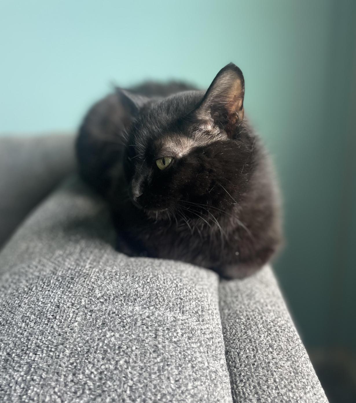 Florence, a Adoptable Domestic Short Hair in Cincinnati, OH image 3/5
