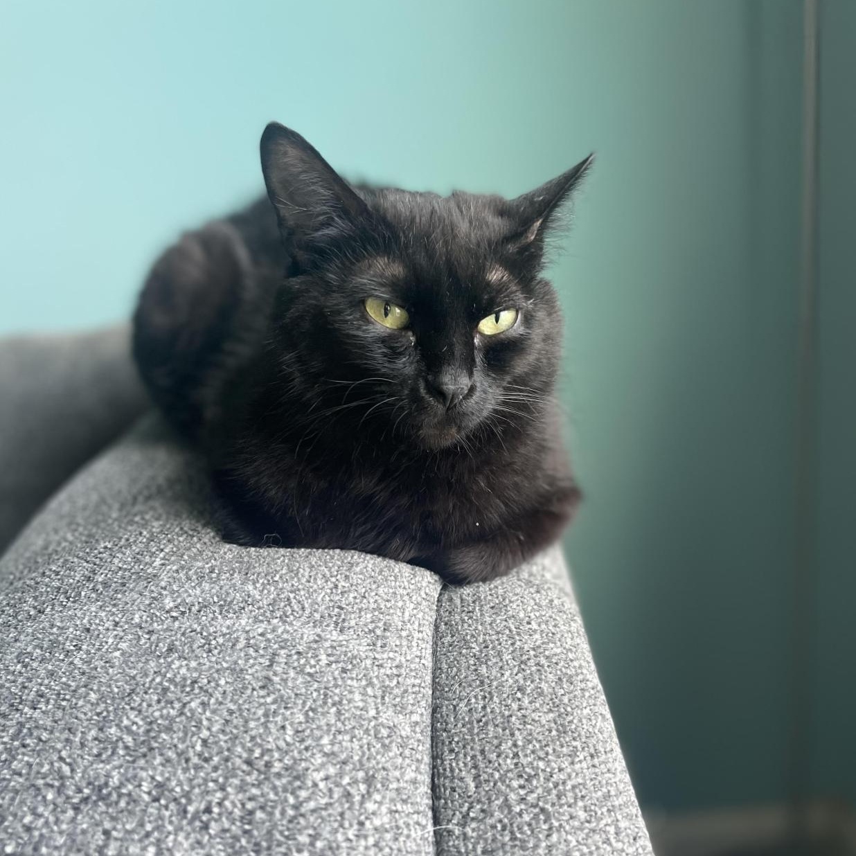 Florence, a Adoptable Domestic Short Hair in Cincinnati, OH image 4/5