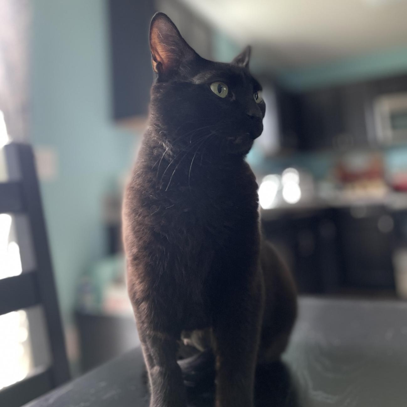 Florence, a Adoptable Domestic Short Hair in Cincinnati, OH image 5/5