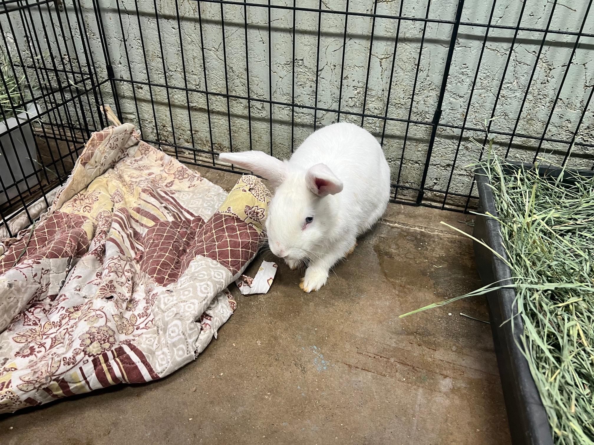 Mookie, Adoptable, Young Male Bunny Rabbit.