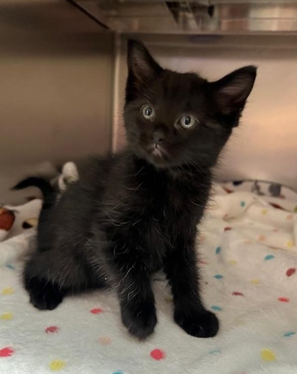 Dancer, Adoptable, Kitten Female Domestic Short Hair.