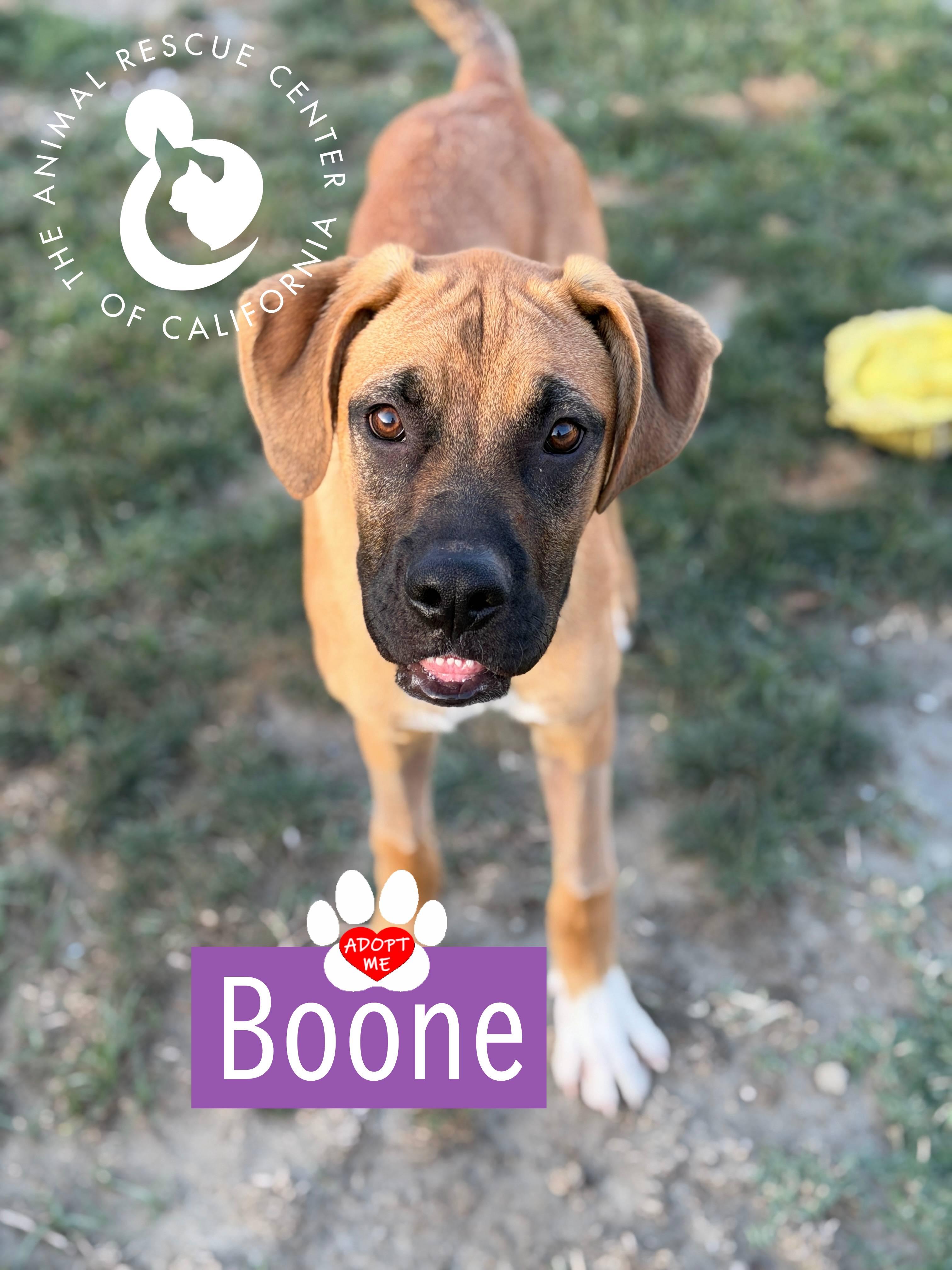 Enlarge Boone, a ADOPTABLE mixed breed in Coachella, CA image 4/4
