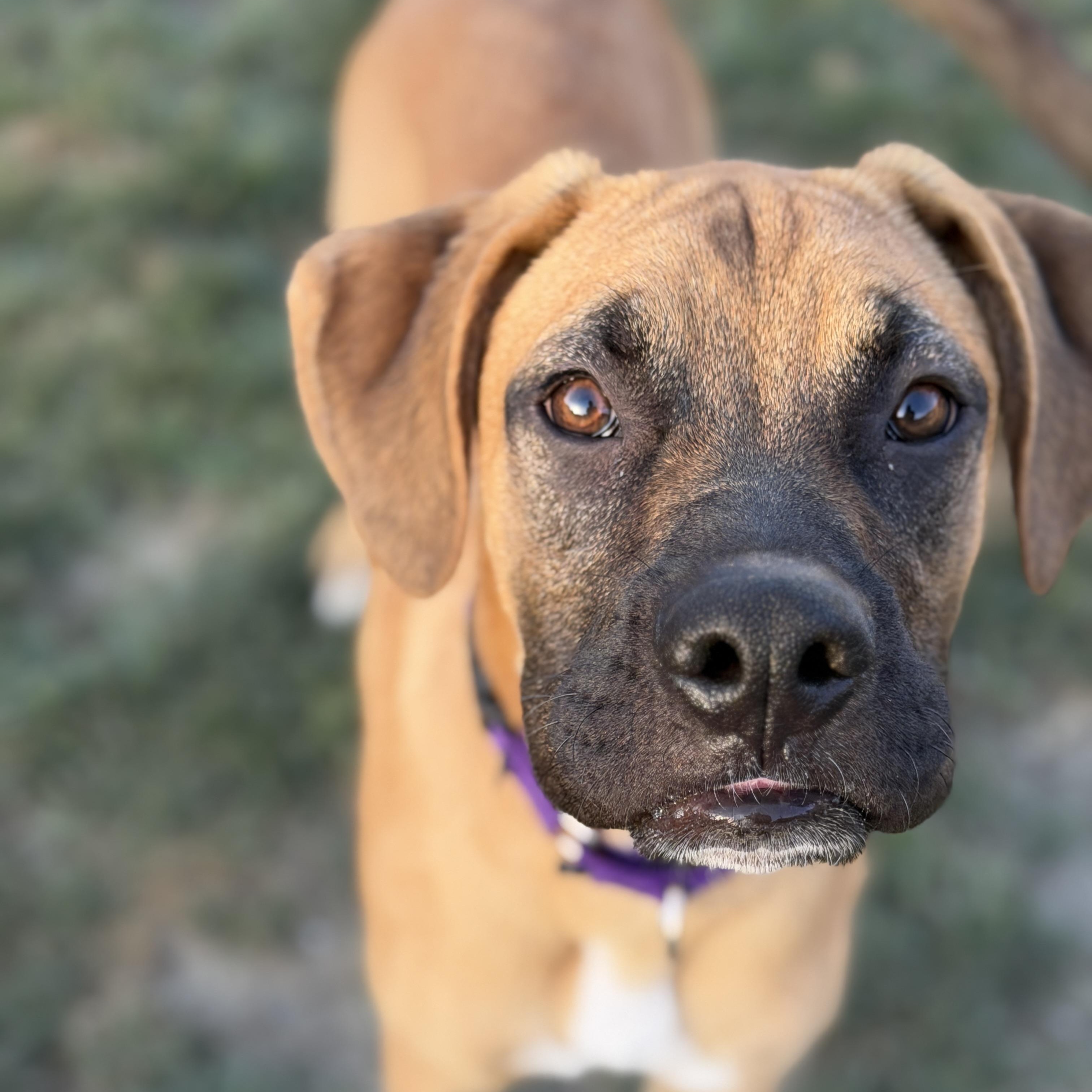 Boone, ADOPTABLE, Young Male Bullmastiff & German Shepherd Dog.