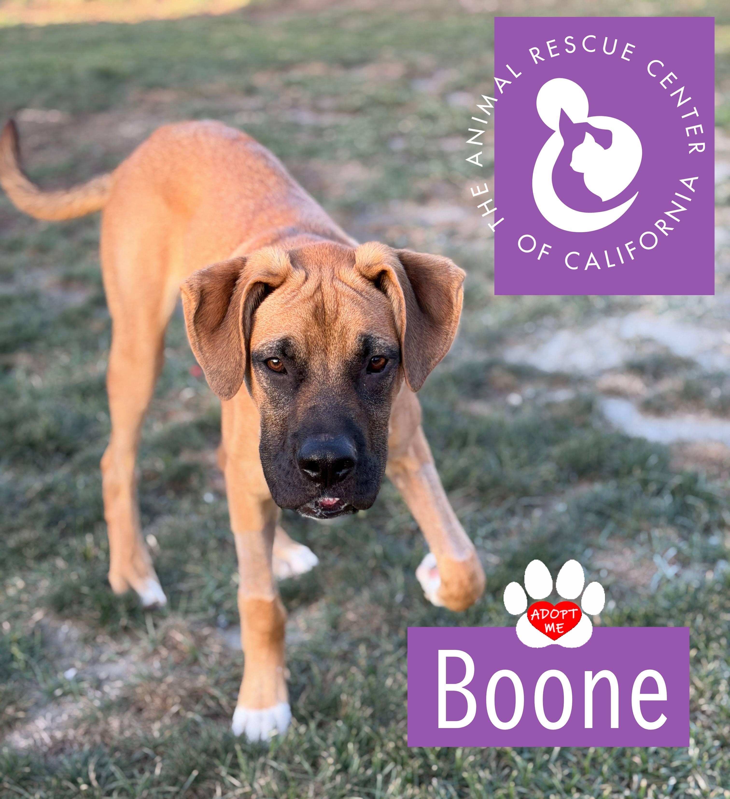 Enlarge Boone, a ADOPTABLE mixed breed in Coachella, CA image 3/4