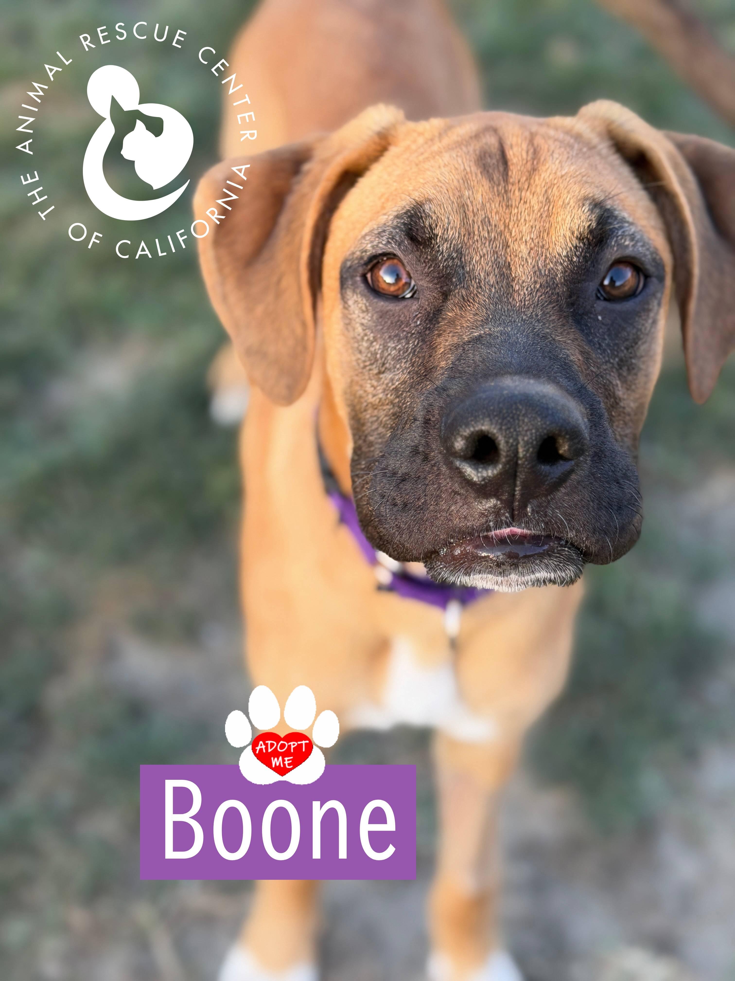 Enlarge Boone, a ADOPTABLE mixed breed in Coachella, CA image 2/4