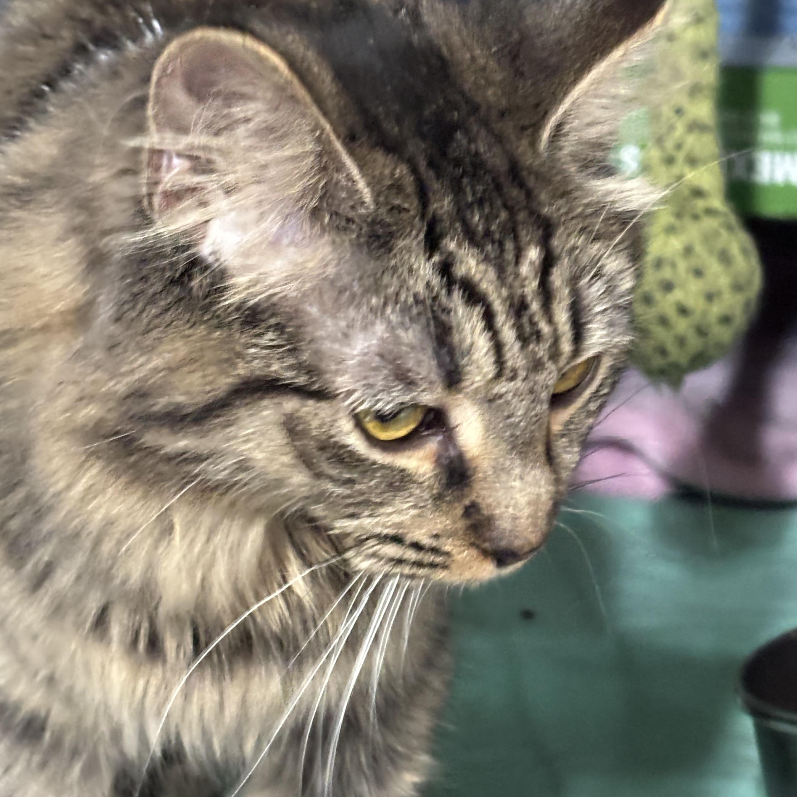 Enlarge PIPER, an adopted Domestic Long Hair in Pittsburgh, PA image 3/3