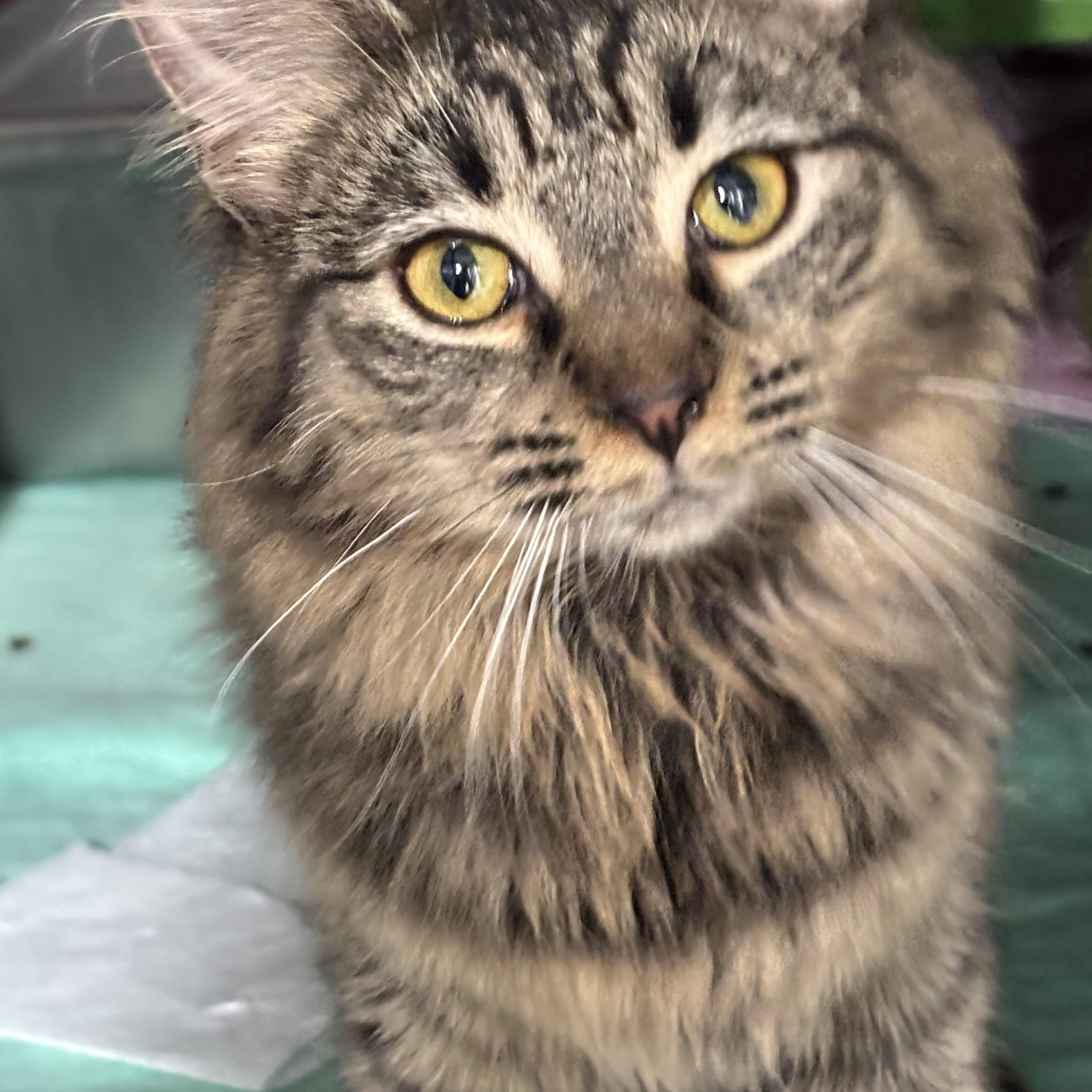 PIPER, adopted, Young Female Domestic Long Hair.