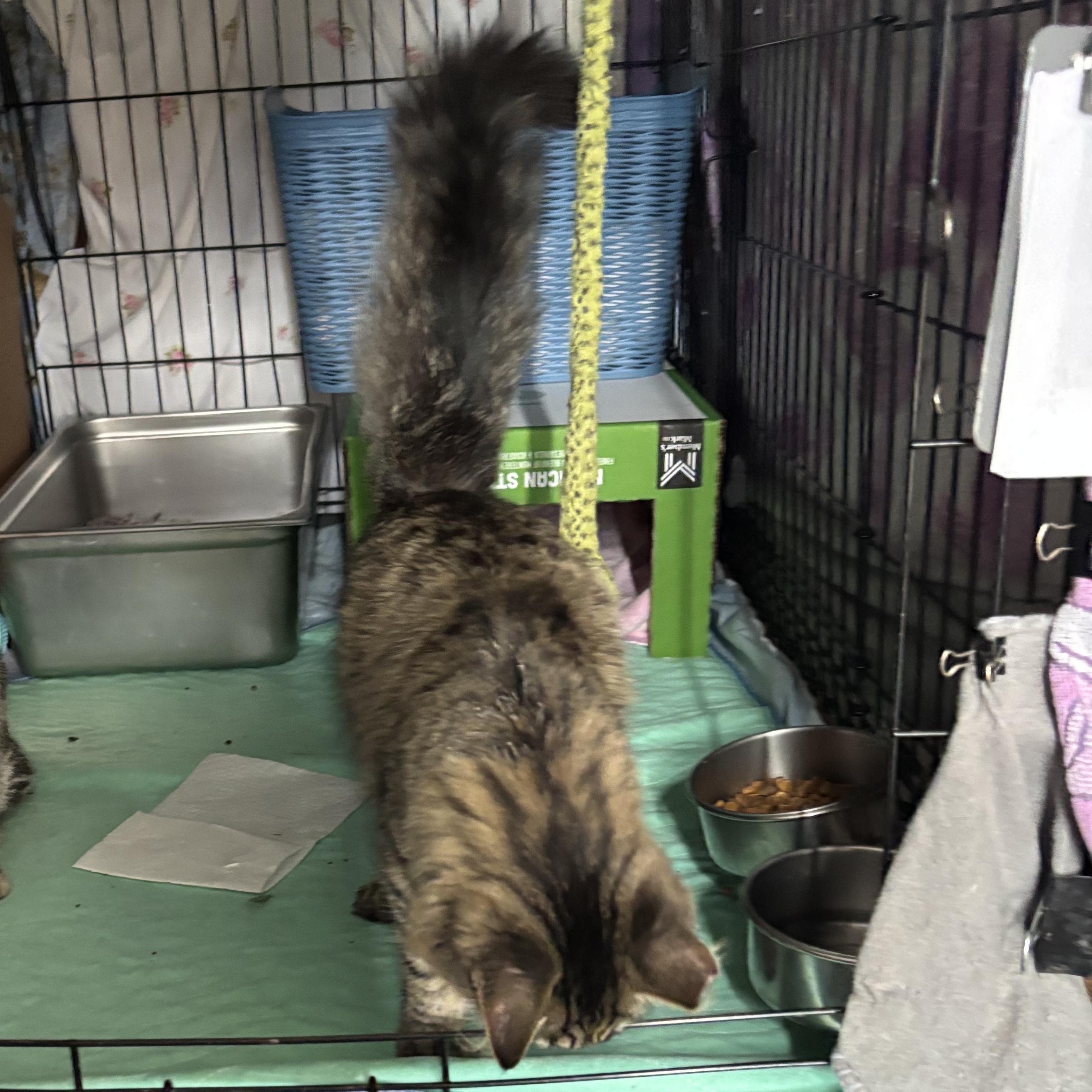 Enlarge PIPER, an adopted Domestic Long Hair in Pittsburgh, PA image 2/3