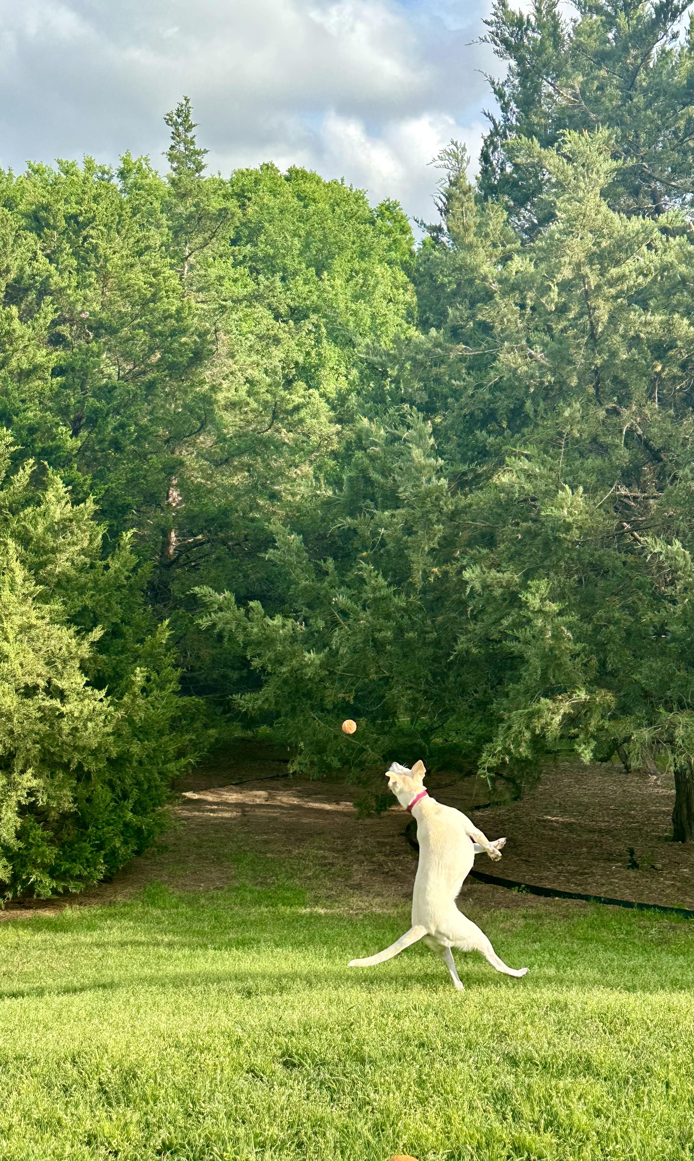 Enlarge Daisy, a Adoptable mixed breed in Rockwall, TX image 6/6