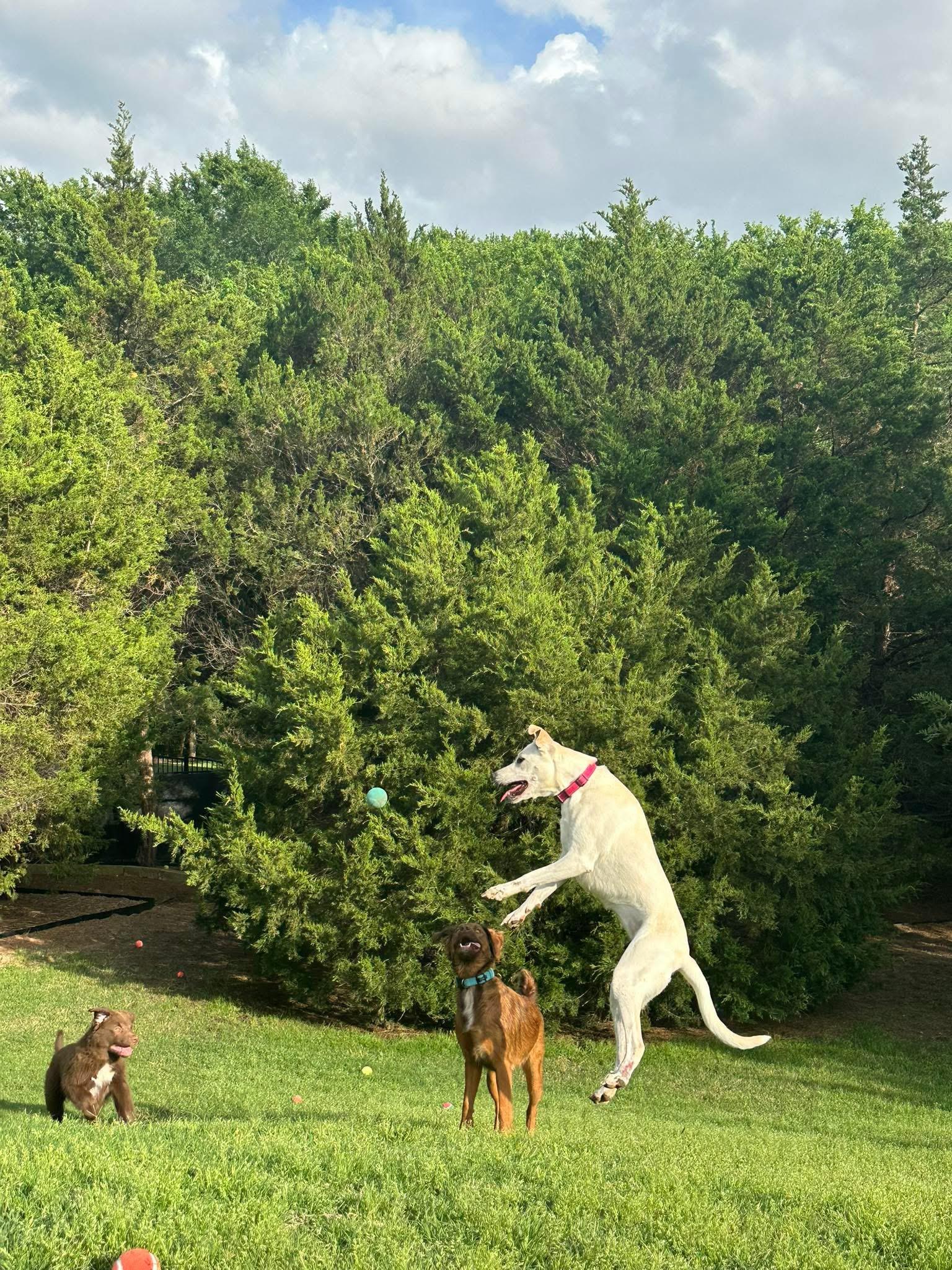 Enlarge Daisy, a Adoptable mixed breed in Rockwall, TX image 5/6