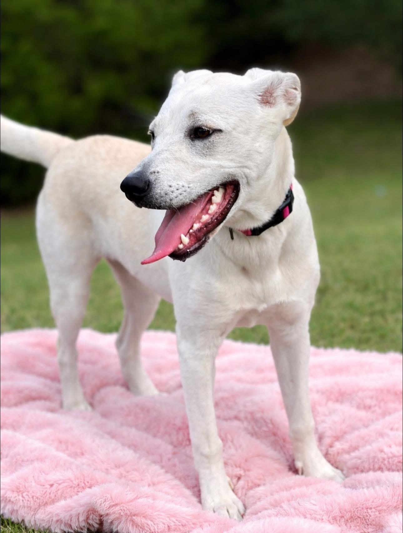 Daisy, Adoptable, Young Female Labrador Retriever.