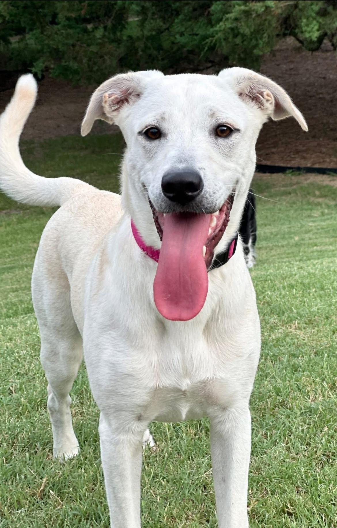 Enlarge Daisy, a Adoptable mixed breed in Rockwall, TX image 4/6