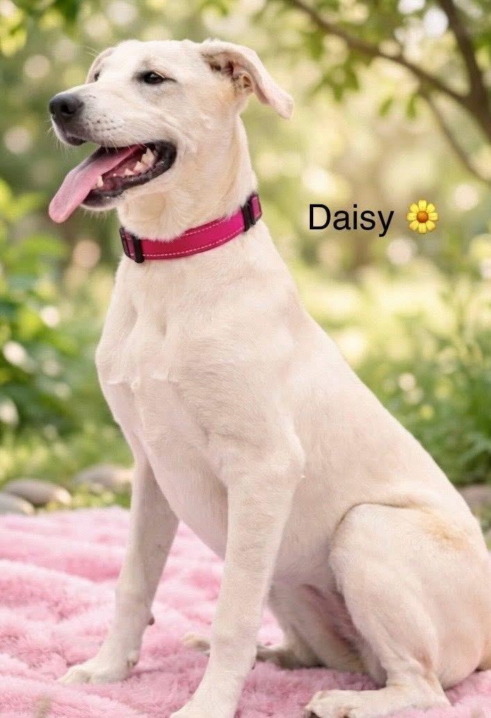 Enlarge Daisy, a Adoptable mixed breed in Rockwall, TX image 3/6