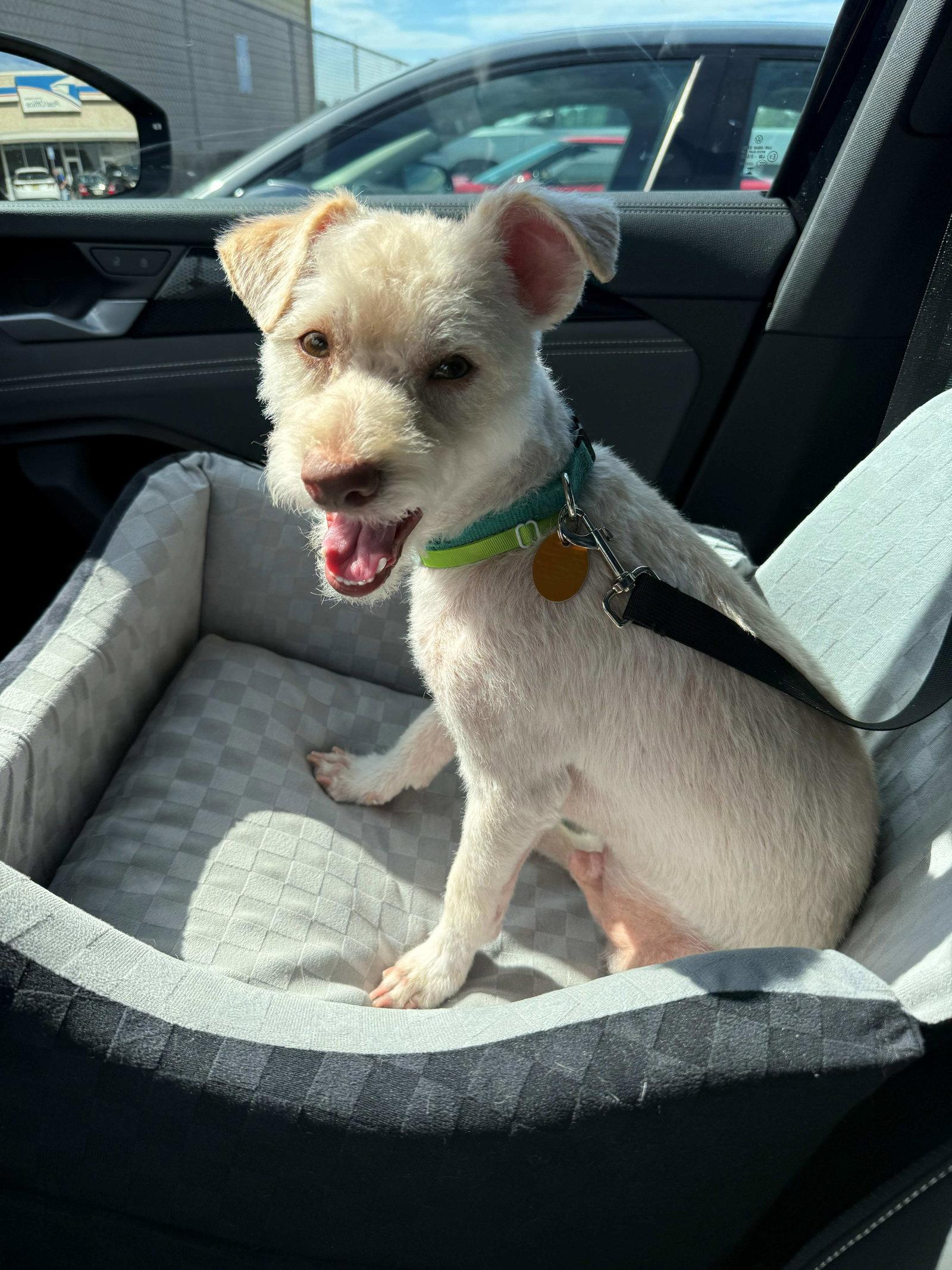 Enlarge Luchy, a Adopted Terrier in Cliffwood, NJ image 1/3