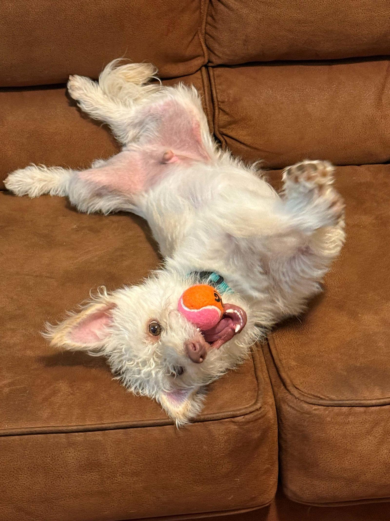 Enlarge Luchy, a Adopted Terrier in Cliffwood, NJ image 2/3