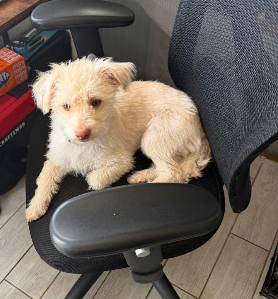 Enlarge Luchy, a Adopted Terrier in Cliffwood, NJ image 3/3
