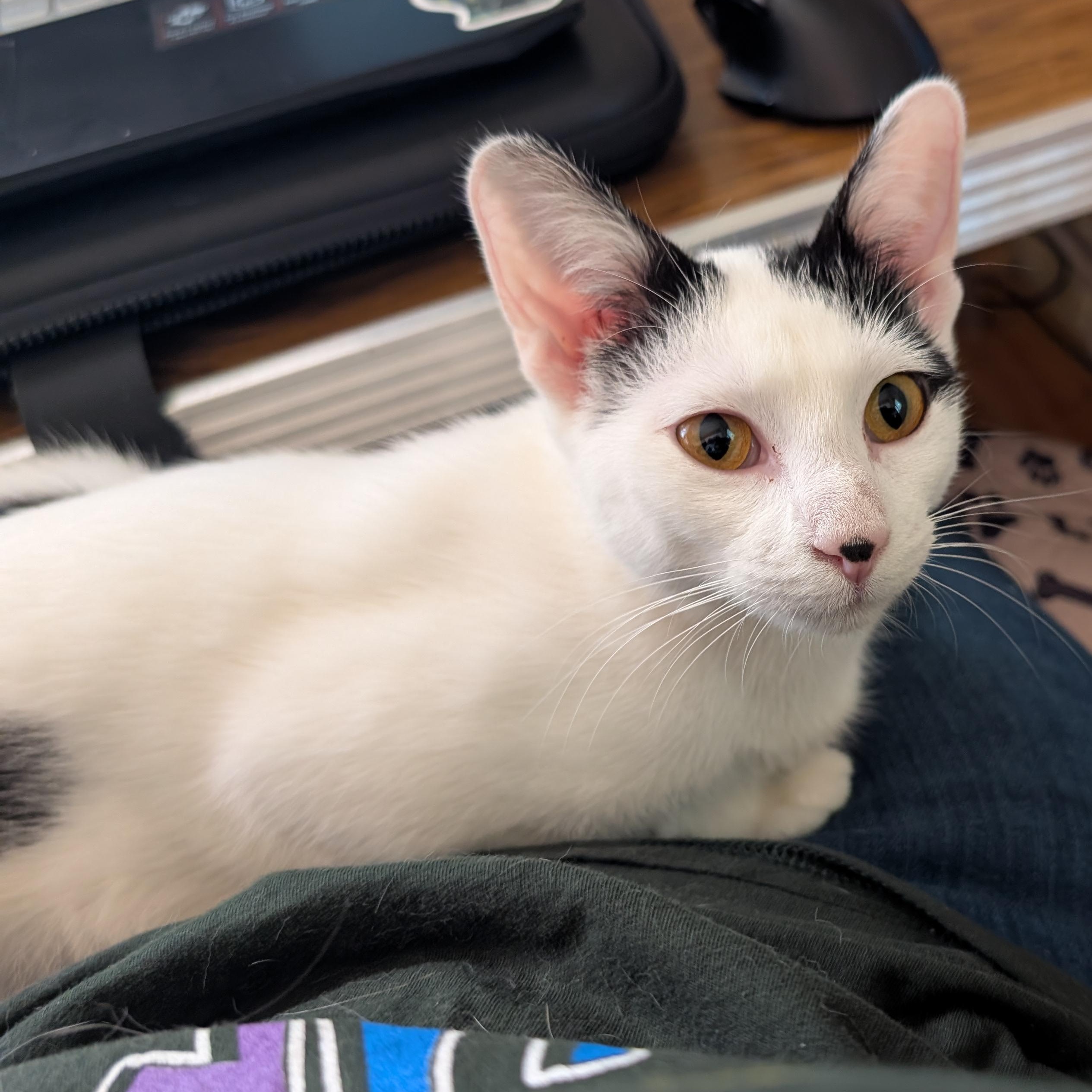 Lilo - Name Your Own Adoption Fee, a ADOPTABLE Domestic Short Hair in Jefferson, WI image 2/3
