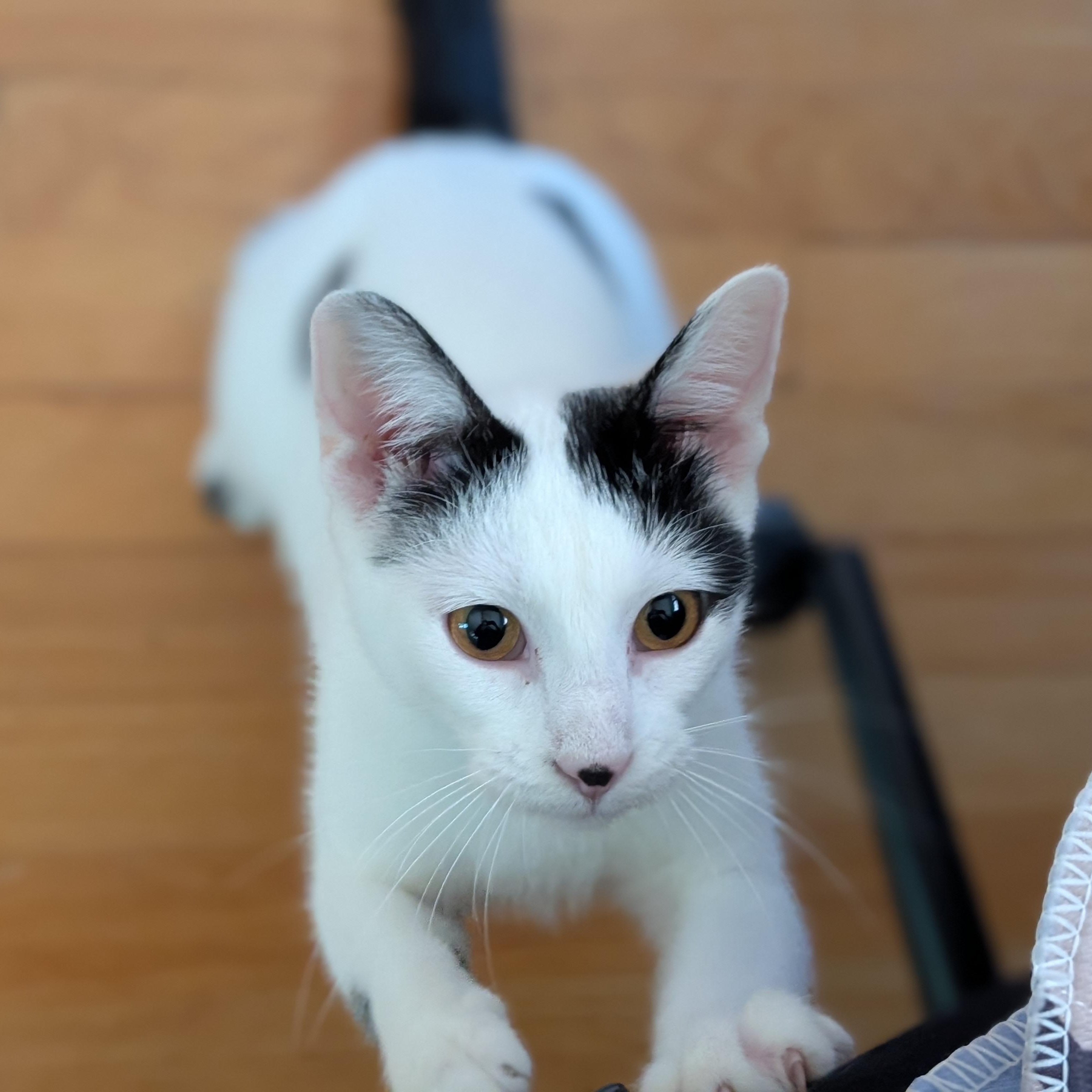 Lilo - Name Your Own Adoption Fee, a ADOPTABLE Domestic Short Hair in Jefferson, WI image 3/3