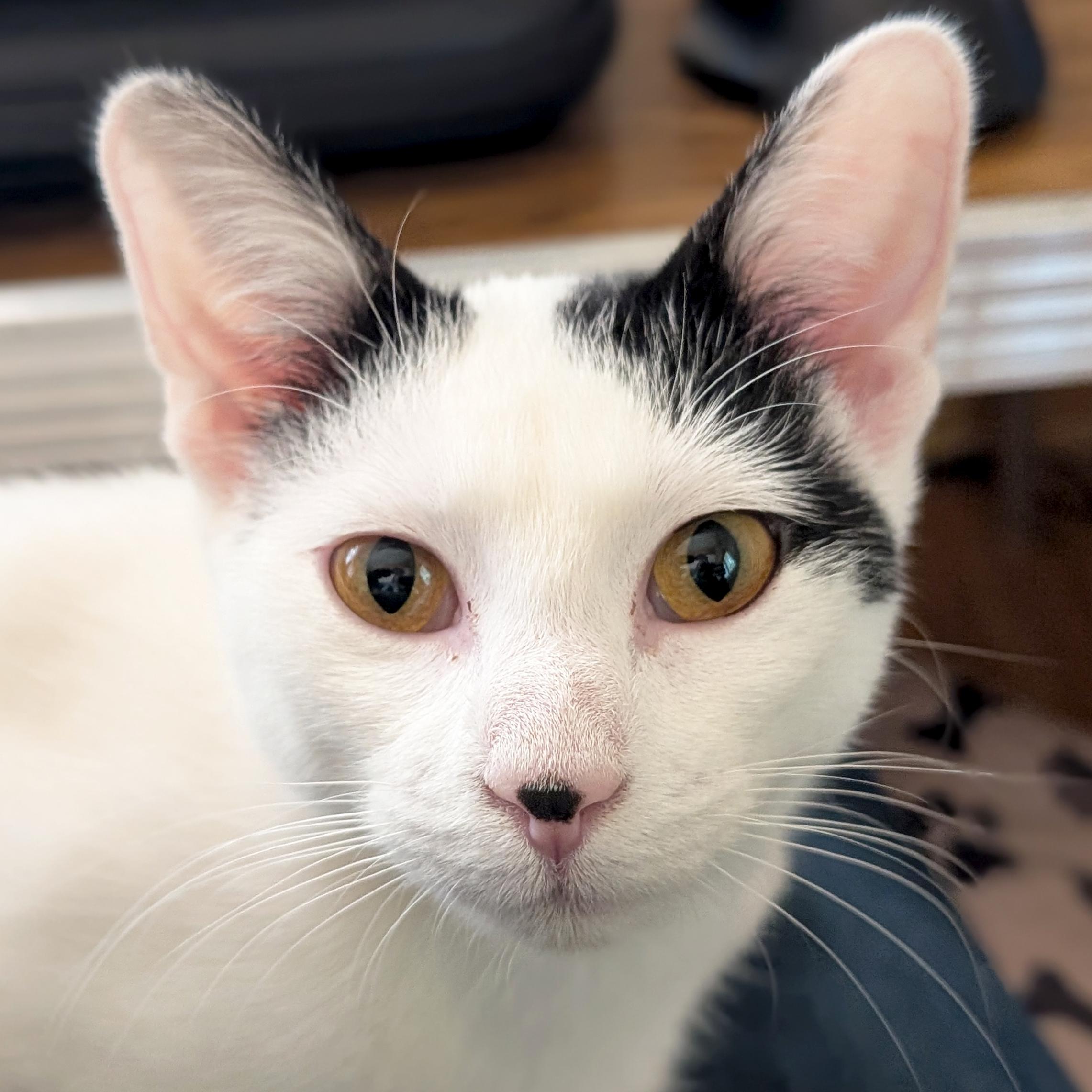 Lilo - Name Your Own Adoption Fee, ADOPTABLE, Adult Female Domestic Short Hair.