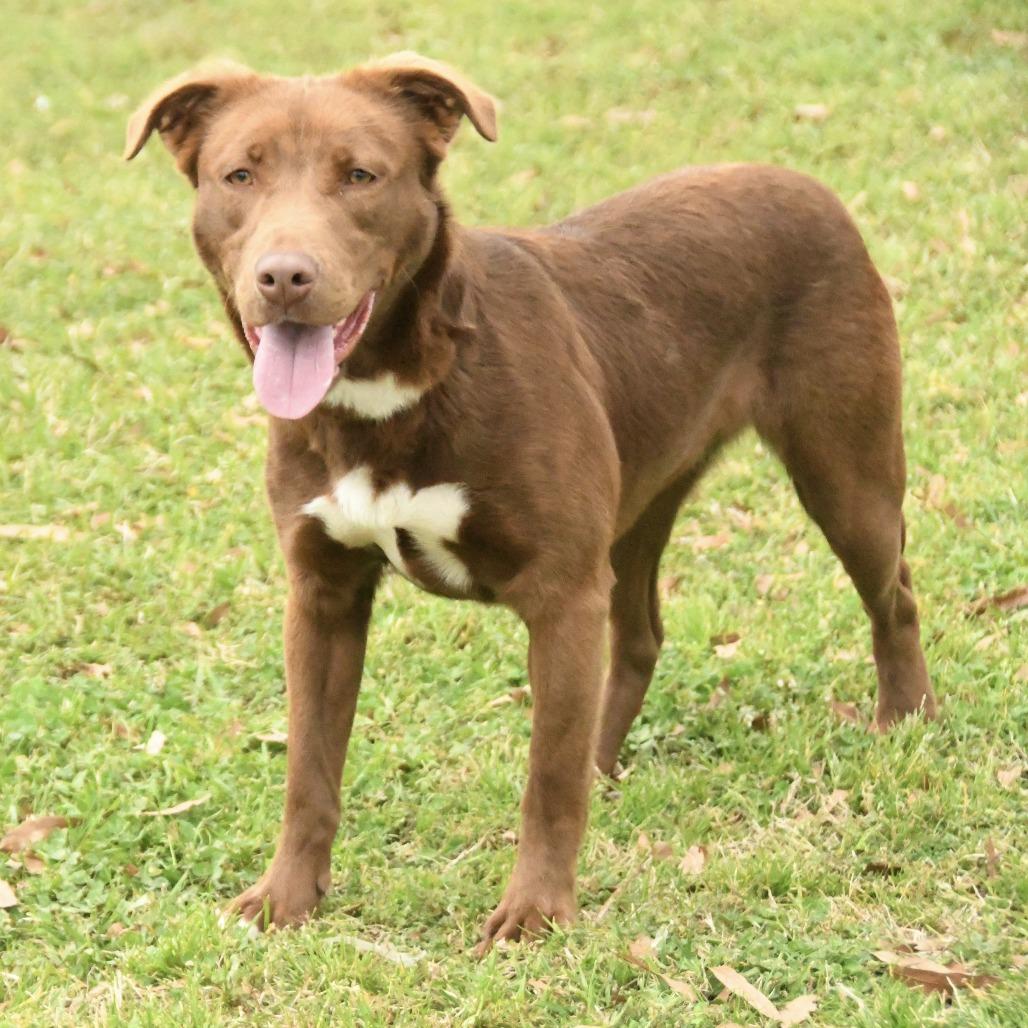 Reesa, Adoptable, Young Female Labrador Retriever.